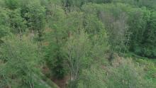 Ocena zdrowotności drzewostanów bukowych w Nadleśnictwie Gryfice